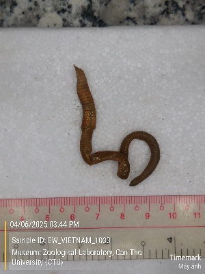  (Amynthas sp. 10b - EW_VIETNAM_1033)  @11 [ ] by-nc-sa (2025) Thibaud Deca&euml;ns University of Montpellier