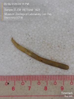  (Amynthas sp.4b - EW_VIETNAM_1035)  @11 [ ] by-nc-sa (2025) Thibaud Deca&euml;ns University of Montpellier