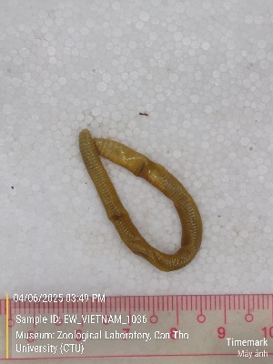  (Amynthas sp. 13b - EW_VIETNAM_1036)  @11 [ ] by-nc-sa (2025) Thibaud Deca&euml;ns University of Montpellier