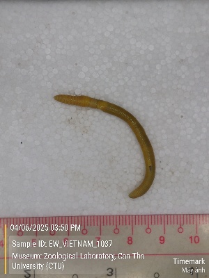  (Amynthas sp.1b - EW_VIETNAM_1037)  @11 [ ] by-nc-sa (2025) Thibaud Deca&euml;ns University of Montpellier