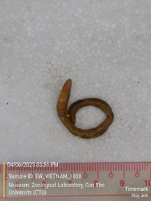  (Amynthas sp. 14b - EW_VIETNAM_1038)  @11 [ ] by-nc-sa (2025) Thibaud Deca&euml;ns University of Montpellier