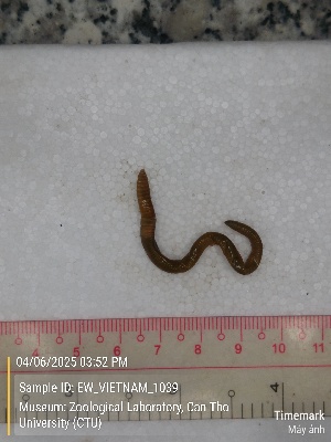  (Amynthas sp.7b - EW_VIETNAM_1039)  @11 [ ] by-nc-sa (2025) Thibaud Deca&euml;ns University of Montpellier