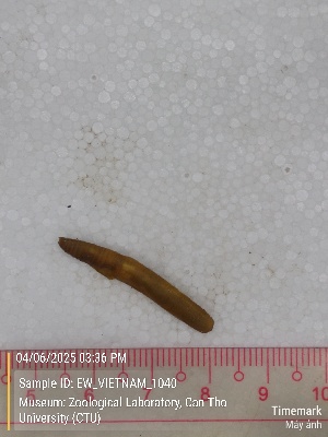  (Amynthas sp. 15b - EW_VIETNAM_1040)  @11 [ ] by-nc-sa (2025) Thibaud Deca&euml;ns University of Montpellier