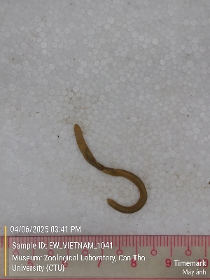  (Amynthas sp.8b - EW_VIETNAM_1041)  @11 [ ] by-nc-sa (2025) Thibaud Deca&euml;ns University of Montpellier