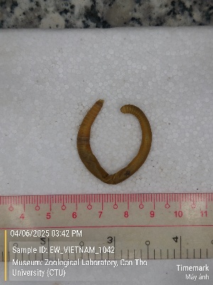  (Amynthas sp. 16b - EW_VIETNAM_1042)  @11 [ ] by-nc-sa (2025) Thibaud Deca&euml;ns University of Montpellier