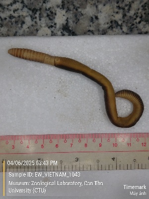  (Amynthas sp. 17b - EW_VIETNAM_1043)  @11 [ ] by-nc-sa (2025) Thibaud Deca&euml;ns University of Montpellier