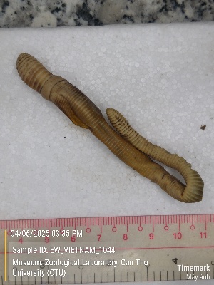  (Amynthas sp. 18b - EW_VIETNAM_1044)  @11 [ ] by-nc-sa (2025) Thibaud Deca&euml;ns University of Montpellier