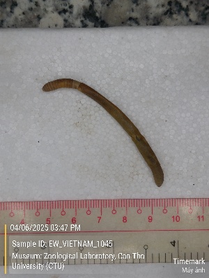  (Amynthas sp.19b - EW_VIETNAM_1045)  @11 [ ] by-nc-sa (2025) Thibaud Deca&euml;ns University of Montpellier