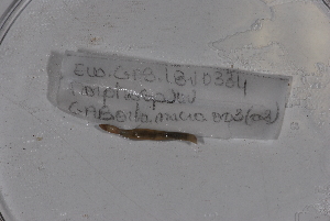  (Gordiodrilus robustus - EW-GAB.LBV-0334)  @12 [ ] Copyright (2012) Thibaud Decaens Laboratoire ECODIV, Univ Rouen