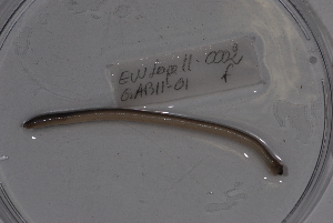  ( - EW-Lope11-0002)  @12 [ ] Copyright (2012) Thibaud Decaens Laboratoire ECODIV, Univ Rouen