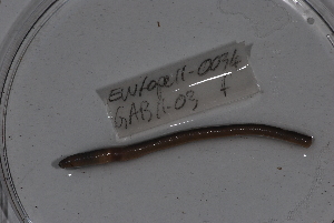  ( - EW-Lope11-0034)  @12 [ ] Copyright (2012) Thibaud Decaens Laboratoire ECODIV, Univ Rouen
