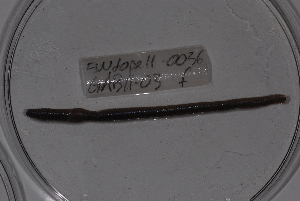  ( - EW-Lope11-0036)  @12 [ ] Copyright (2012) Thibaud Decaens Laboratoire ECODIV, Univ Rouen