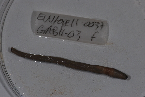  ( - EW-Lope11-0037)  @12 [ ] Copyright (2012) Thibaud Decaens Laboratoire ECODIV, Univ Rouen