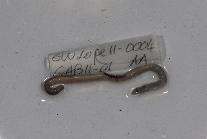  ( - EW-Lope11-0004)  @12 [ ] Copyright (2012) Thibaud Decaens Laboratoire ECODIV, Univ Rouen
