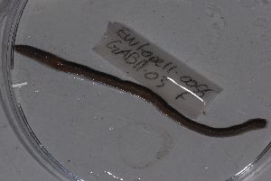  ( - EW-Lope11-0055)  @12 [ ] Copyright (2012) Thibaud Decaens Laboratoire ECODIV, Univ Rouen