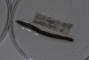  ( - EW-Lope11-0058)  @12 [ ] Copyright (2012) Thibaud Decaens Laboratoire ECODIV, Univ Rouen
