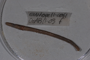  ( - EW-Lope11-0061)  @12 [ ] Copyright (2012) Thibaud Decaens Laboratoire ECODIV, Univ Rouen