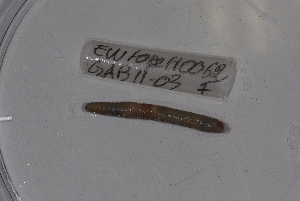  ( - EW-Lope11-0062)  @12 [ ] Copyright (2012) Thibaud Decaens Laboratoire ECODIV, Univ Rouen