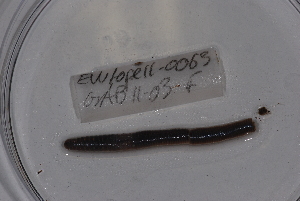  ( - EW-Lope11-0063)  @12 [ ] Copyright (2012) Thibaud Decaens Laboratoire ECODIV, Univ Rouen