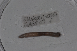  ( - EW-Lope11-0067)  @12 [ ] Copyright (2012) Thibaud Decaens Laboratoire ECODIV, Univ Rouen
