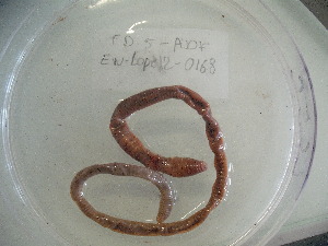  ( - EW-Lope12-0168)  @12 [ ] Copyright (2012) C.Doussot Ecodiv
