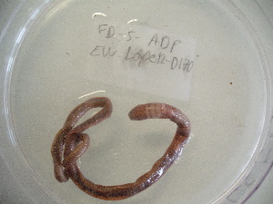 ( - EW-Lope12-0170)  @12 [ ] Copyright (2012) C.Doussot Ecodiv