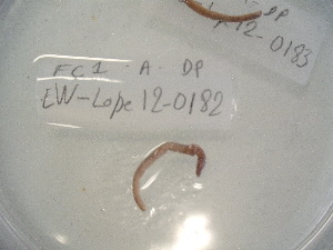  ( - EW-Lope12-0182)  @12 [ ] Copyright (2012) C.Doussot Ecodiv