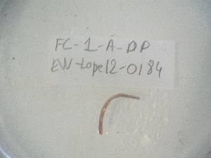  ( - EW-Lope12-0184)  @12 [ ] Copyright (2012) C.Doussot Ecodiv