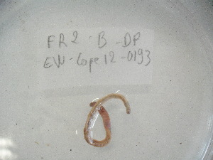  ( - EW-Lope12-0193)  @12 [ ] Copyright (2012) C.Doussot Ecodiv