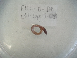  ( - EW-Lope12-0195)  @12 [ ] Copyright (2012) C.Doussot Ecodiv