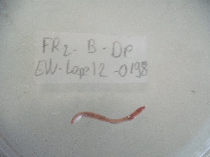 ( - EW-Lope12-0198)  @12 [ ] Copyright (2012) C.Doussot Ecodiv