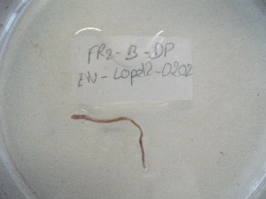  ( - EW-Lope12-0202)  @12 [ ] Copyright (2012) C.Doussot Ecodiv