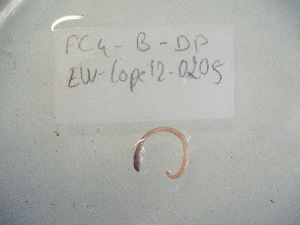  ( - EW-Lope12-0205)  @12 [ ] Copyright (2012) C.Doussot Ecodiv