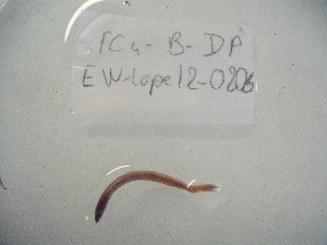  ( - EW-Lope12-0206)  @12 [ ] Copyright (2012) C.Doussot Ecodiv