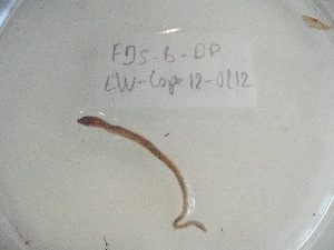  ( - EW-Lope12-0212)  @12 [ ] Copyright (2012) C.Doussot Ecodiv