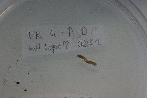  ( - EW-Lope12-0251)  @12 [ ] Copyright (2012) C.Doussot Ecodiv