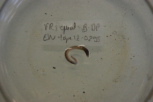  ( - EW-Lope12-0295)  @12 [ ] Copyright (2012) C.Doussot Ecodiv