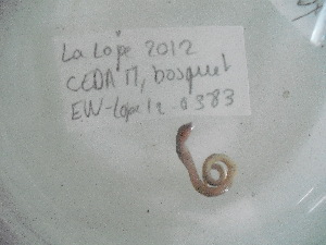  ( - EW-Lope12-0383)  @12 [ ] Copyright (2012) C.Doussot Ecodiv