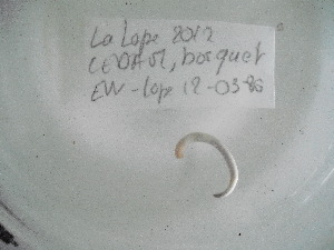  ( - EW-Lope12-0386)  @12 [ ] Copyright (2012) C.Doussot Ecodiv