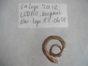  ( - EW-Lope12-0403)  @12 [ ] Copyright (2012) C.Doussot Ecodiv