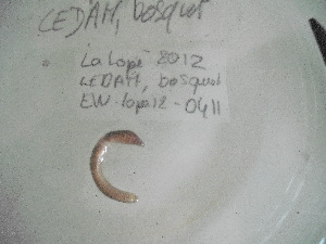  ( - EW-Lope12-0411)  @12 [ ] Copyright (2012) C.Doussot Ecodiv