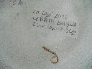 ( - EW-Lope12-0413)  @12 [ ] Copyright (2012) C.Doussot Ecodiv