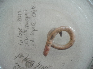  ( - EW-Lope12-0418)  @12 [ ] Copyright (2012) C.Doussot Ecodiv