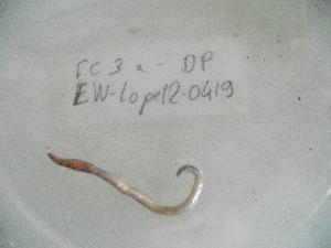  ( - EW-Lope12-0419)  @12 [ ] Copyright (2012) C.Doussot Ecodiv