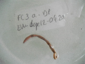  ( - EW-Lope12-0420)  @12 [ ] Copyright (2012) C.Doussot Ecodiv