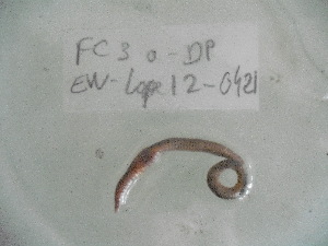  ( - EW-Lope12-0421)  @12 [ ] Copyright (2012) C.Doussot Ecodiv