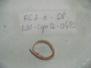  ( - EW-Lope12-0422)  @12 [ ] Copyright (2012) C.Doussot Ecodiv