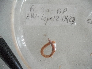  ( - EW-Lope12-0423)  @12 [ ] Copyright (2012) C.Doussot Ecodiv