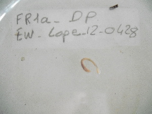  ( - EW-Lope12-0428)  @12 [ ] Copyright (2012) C.Doussot Ecodiv