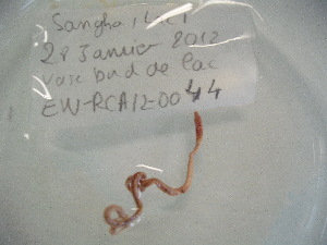  (Gordiodrilus elegans - EW-RCA-0044)  @13 [ ] CreativeCommons - Attribution Non-Commercial Share-Alike (2013) ECODIV Univ Rouen
